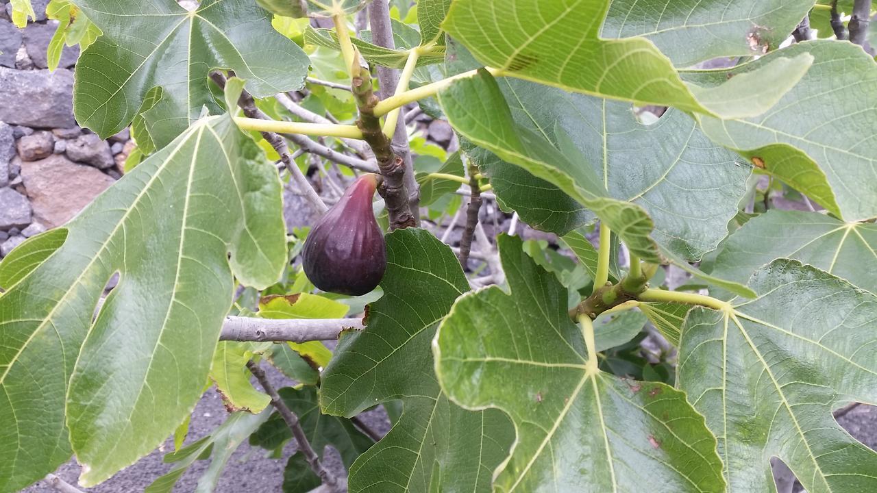 Finca Fajardo La Vegueta ภายนอก รูปภาพ